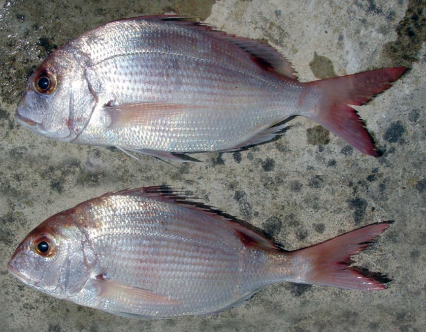 Dentex canariensis_05.jpg